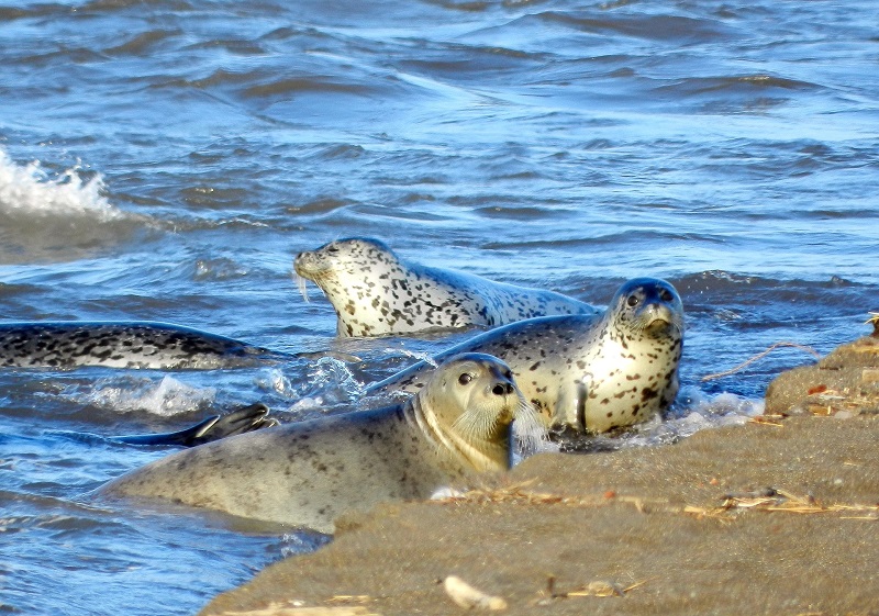 seals-2517576_1920.jpg