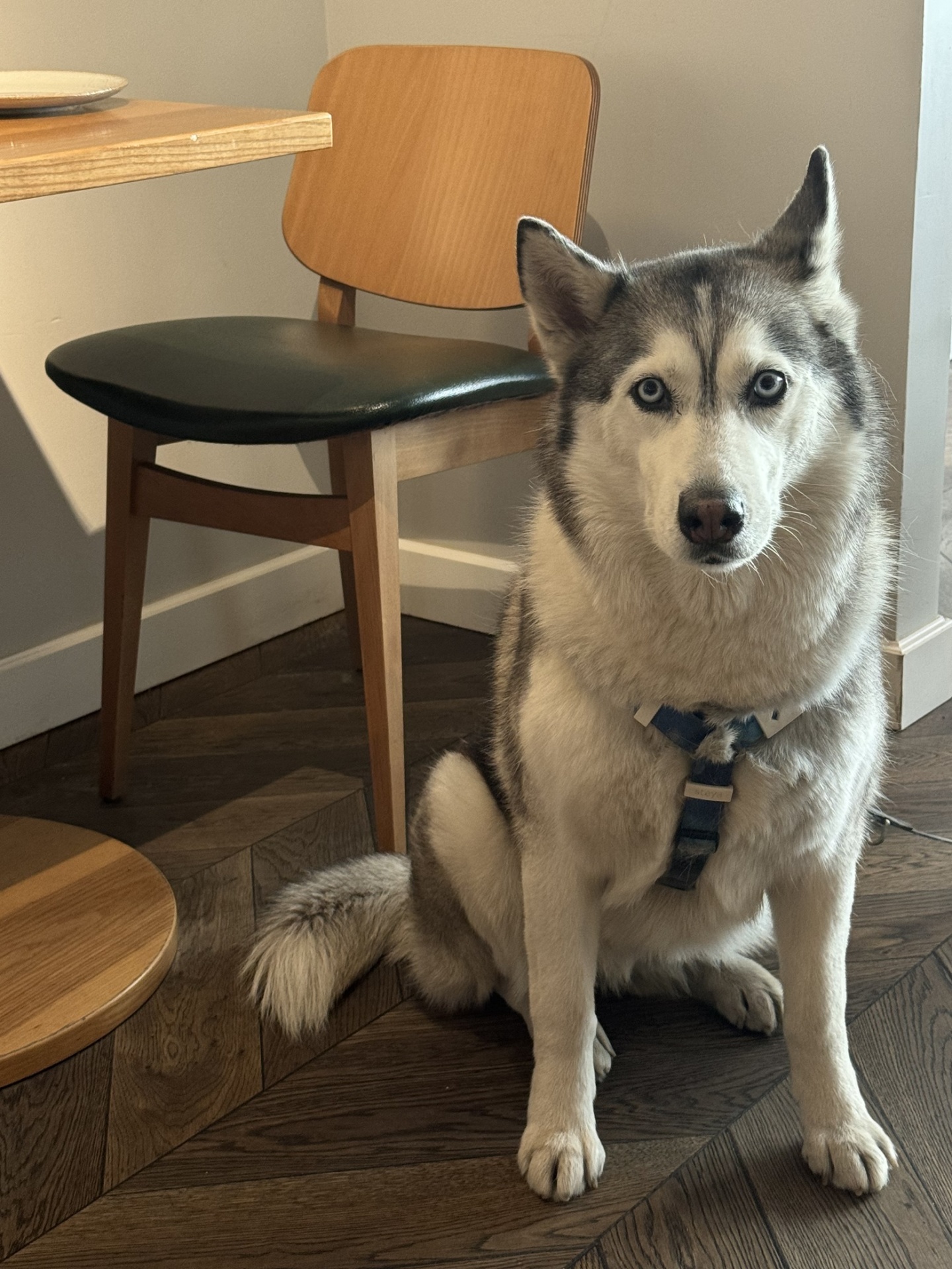 Dog_Interior_Atlas_Vin_Bistro(1).jpg