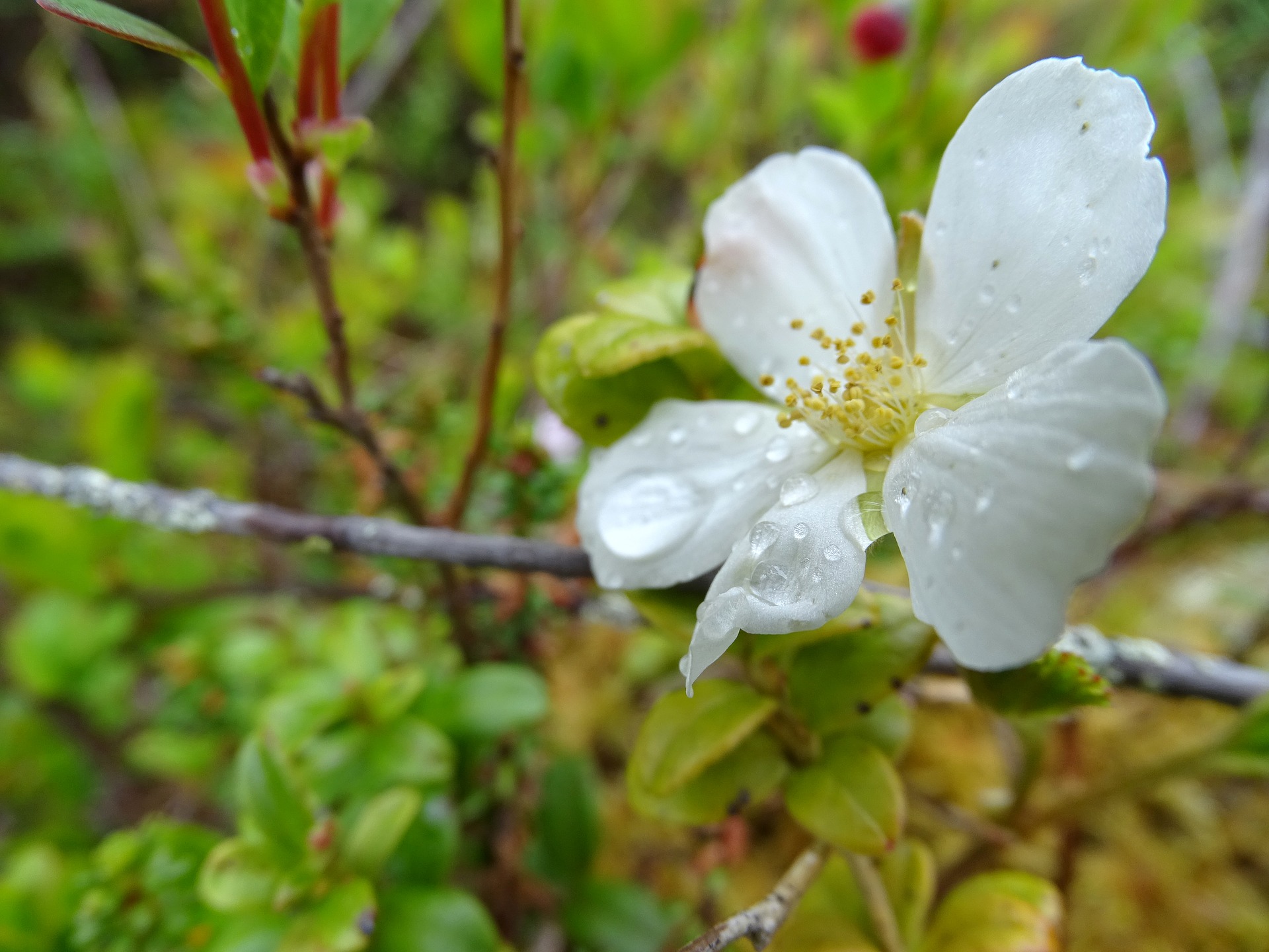 flowers-3849238_1920.jpg